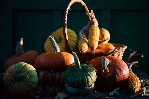 Pompoenen Herfst Thanksgiving Kaart — Stockfoto