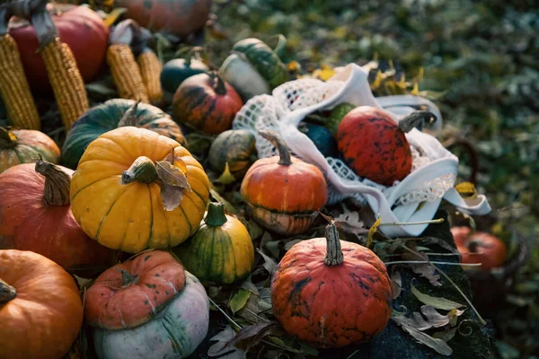 Kürbisse Herbst Erntedank Karte — Stockfoto