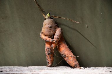 Koyu yeşil üzerinde insan gibi komik bir havuç.
