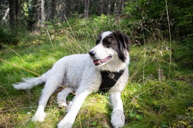 Köpek çam ormanında dinleniyor. 