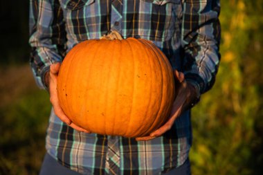 Cadılar bayramı balkabakları oymaya hazır.