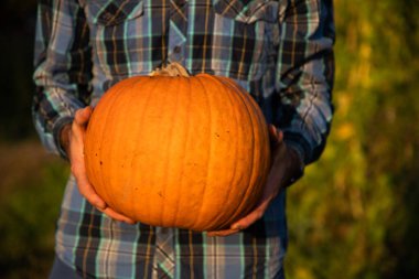 Cadılar bayramı balkabakları oymaya hazır.