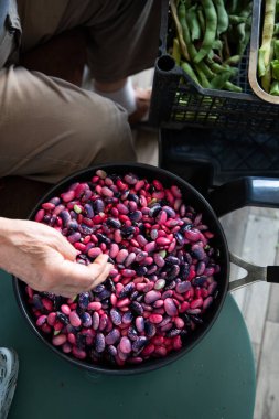 taze mor ve siyah fasulye organik tarım