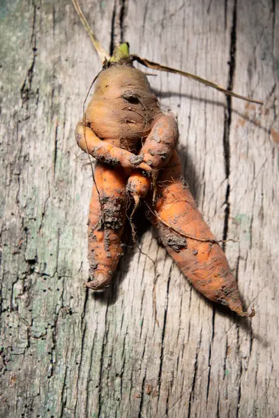 Funny Humanlike Carrot Dark Green — Stock Photo, Image