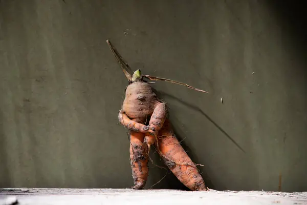 Смешная Человеческая Морковка Темно Зеленом — стоковое фото