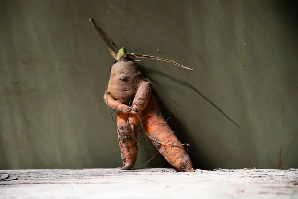 Zanahoria Humana Divertida Verde Oscuro —  Fotos de Stock