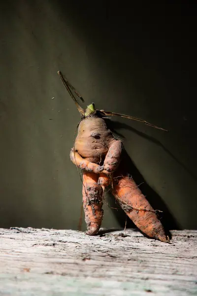 Zanahoria Humana Divertida Verde Oscuro — Foto de Stock