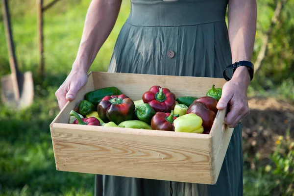 Fresh Vegetables Collected Garden — Stock Photo, Image