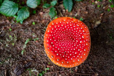Sonbahar ormandaki kırmızı mantar