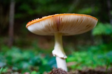 Sonbahar ormandaki kırmızı mantar