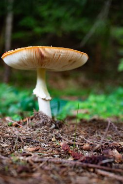 Sonbahar ormandaki kırmızı mantar