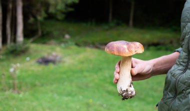 Ormanda güzel Boletus Edulis toplayan bir kadın.