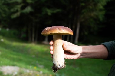 Ormanda güzel Boletus Edulis toplayan bir kadın.