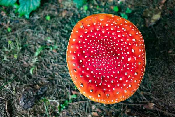 在秋天的树林中的红色蘑菇 — 图库照片