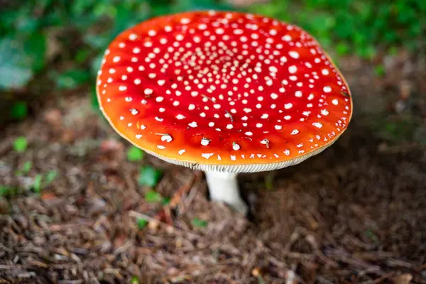 Fungo Rosso Nella Foresta Autunnale — Foto Stock