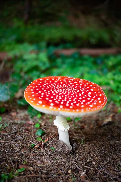 Fungo Rosso Nella Foresta Autunnale — Foto Stock