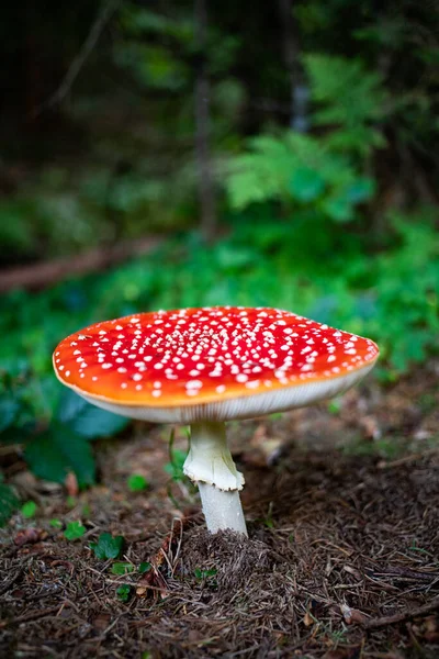 秋の森の赤いキノコ — ストック写真