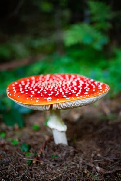 Červené Houby Podzimním Lese — Stock fotografie