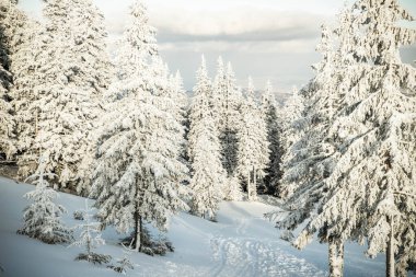 Dağlarda karlı köknar ağaçları olan inanılmaz kış manzarası