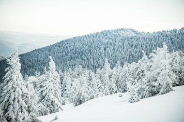 Dağlarda karlı köknar ağaçları olan inanılmaz kış manzarası