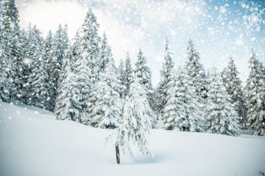 Dağlarda karlı köknar ağaçları olan inanılmaz kış manzarası