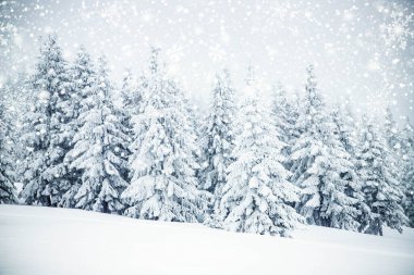 Karla kaplı köknar ağaçları ile donmuş büyülü kış manzarası