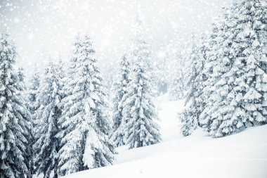 Karla kaplı köknar ağaçları ile donmuş büyülü kış manzarası