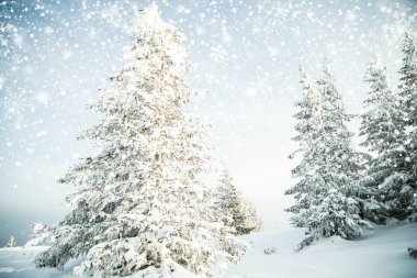 Güzel kış manzarası Karlı köknar ağaçları