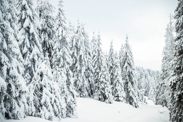 удивительный зимний пейзаж со снежными елками в горах