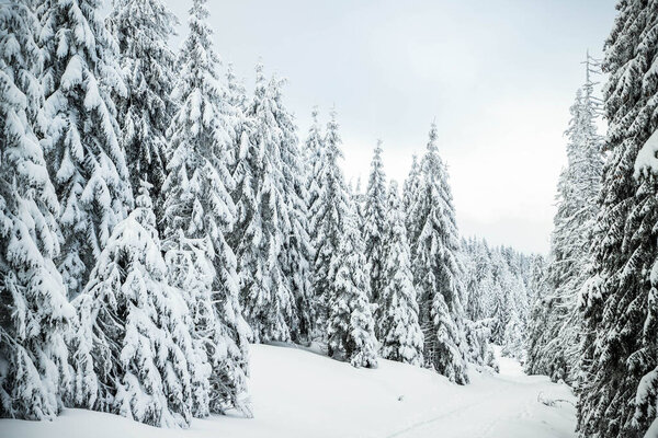 удивительный зимний пейзаж со снежными елками в горах