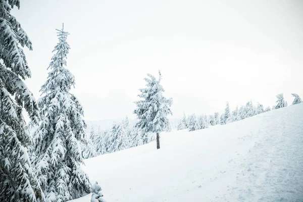 Úžasná Zimní Krajina Zasněženými Jedlemi Horách — Stock fotografie