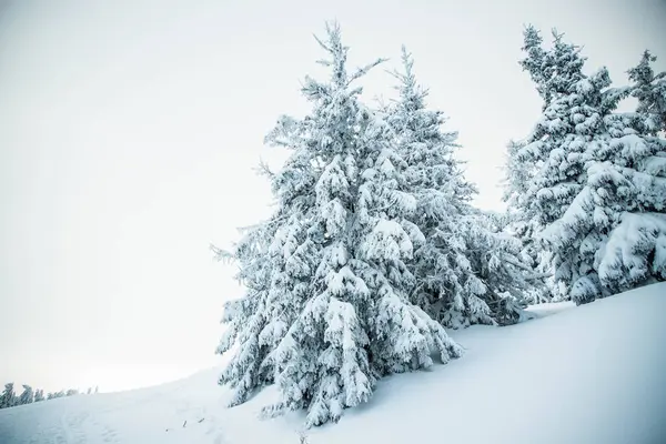 Increíble Paisaje Invierno Con Abetos Nevados Las Montañas — Foto de Stock