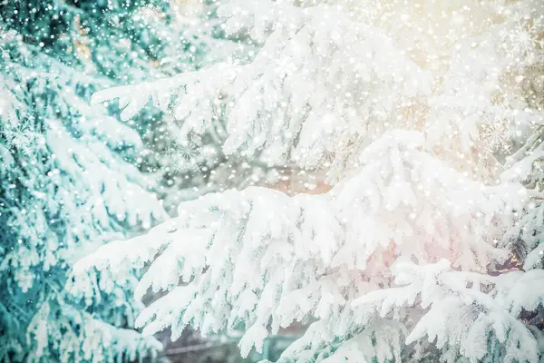 겨울철을 배경으로 눈덮인 소나무들 — 스톡 사진