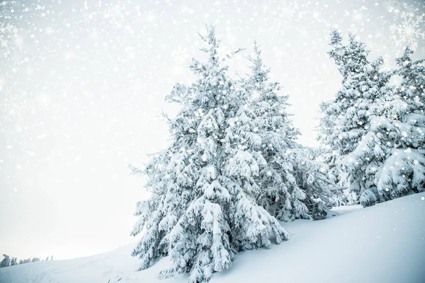 Amazing Winter Landscape Snowy Fir Trees Mountains — Stock Photo, Image