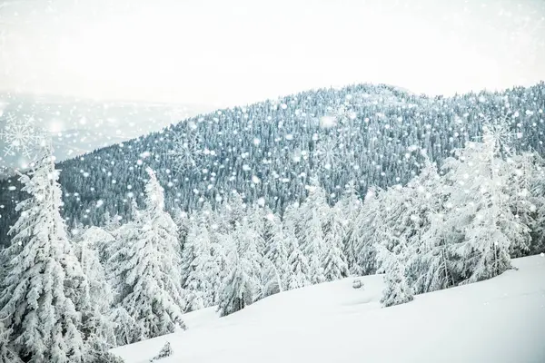 Mágico Paisaje Invierno Congelado Con Abetos Cubiertos Nieve — Foto de Stock