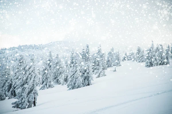 Волшебный Зимний Пейзаж Заснеженными Елками — стоковое фото