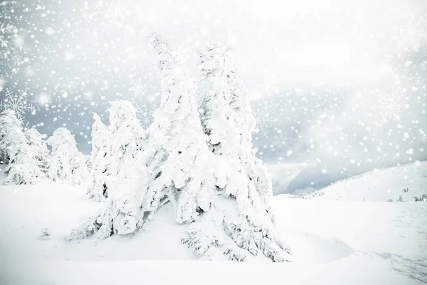 Μαγικό Παγωμένο Χειμερινό Τοπίο Χιονισμένα Έλατα — Φωτογραφία Αρχείου