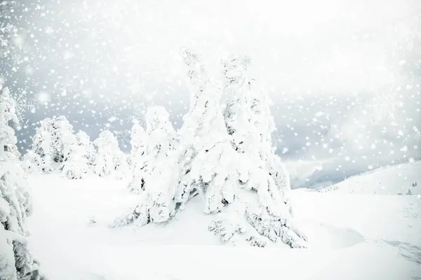 Karla Kaplı Köknar Ağaçları Ile Donmuş Büyülü Kış Manzarası — Stok fotoğraf