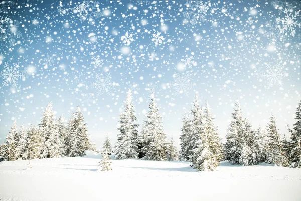 Красивый Зимний Пейзаж Снежными Елками — стоковое фото