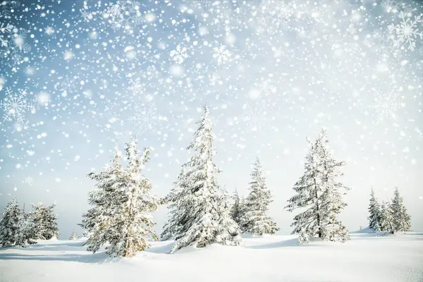 Vackert Vinterlandskap Med Snöiga Granar — Stockfoto