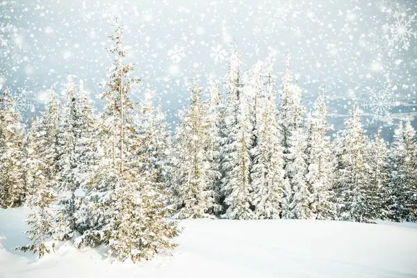 Красивый Зимний Пейзаж Снежными Елками — стоковое фото