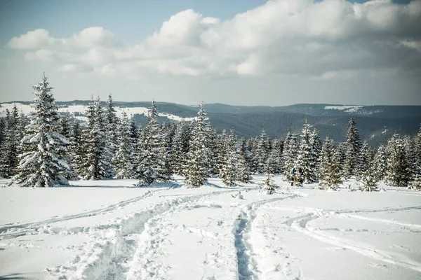 Güzel Kış Manzarası Karlı Köknar Ağaçları — Stok fotoğraf