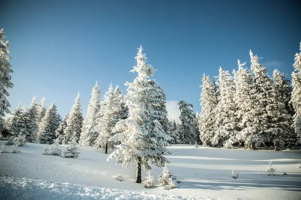 美丽的冬季风景 山上长满了白雪的冷杉 图库照片