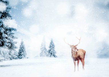Sihirli Noel kartı, peri masalı kışı manzarasında asil bir geyik.