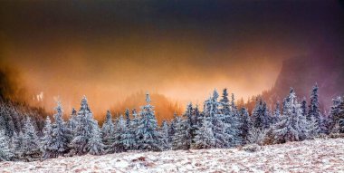 Çam ağaçları karla kaplıydı.