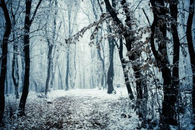 Kışın buzla kaplı ağaçlar