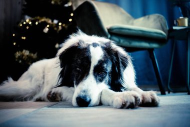 Noel zamanı evde sevimli beyaz köpek