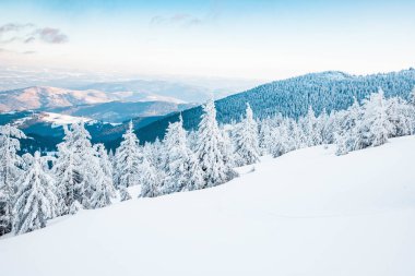 Karlı köknar ağaçları ile muhteşem kış manzarası