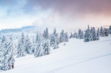 Karlı köknar ağaçları ile muhteşem kış manzarası