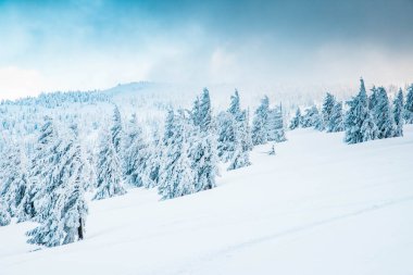 Karlı köknar ağaçları ile muhteşem kış manzarası